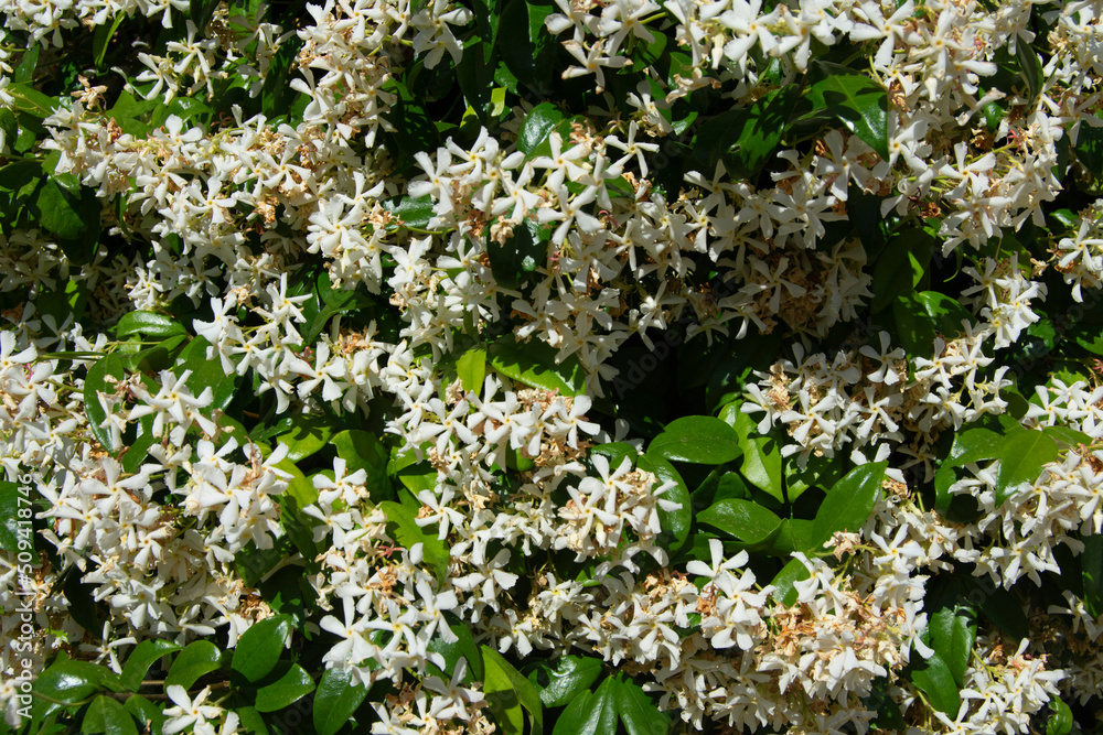 Flores de jazmin en junio