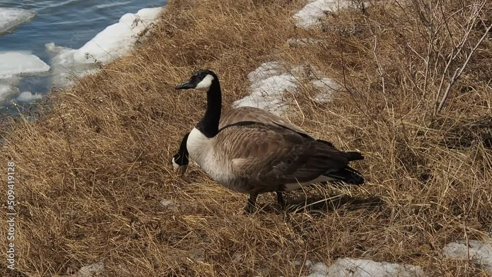 Geese beside the Bow River in spring Geese beside the Bow River in spring