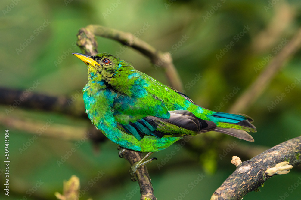 Obraz premium Green Honeycreeper Tanager