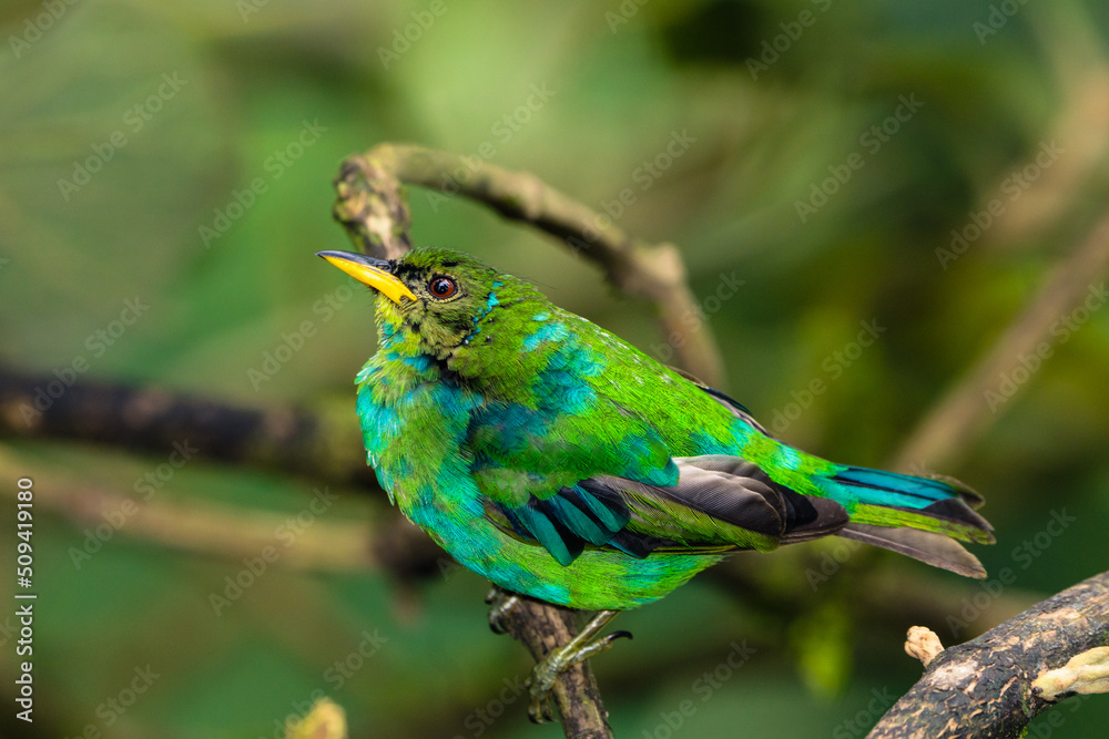 Obraz premium Green Honeycreeper Tanager