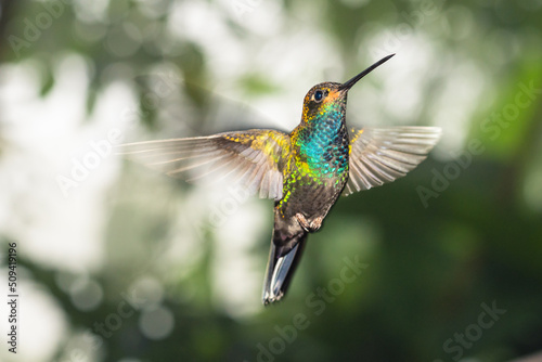 Hummingbird © Diego_Camargo_Photo