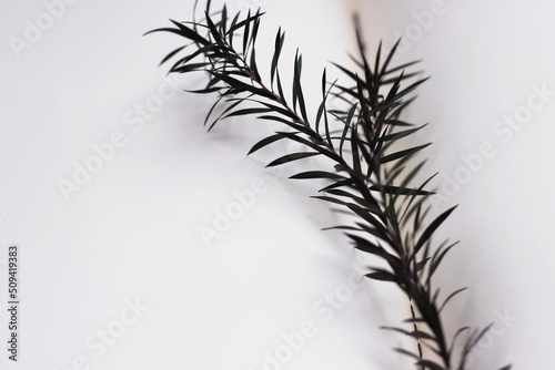 Dark green plant on white background  shadow  horizontal photo. Leaves on stem  nature  blurred background. Botanical concept  image for design  minimalism