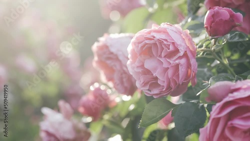 Beautiful pink roses in early morning hours in Vienna Hofburg garden. Nature, summer, travel concept. 4K UHD
