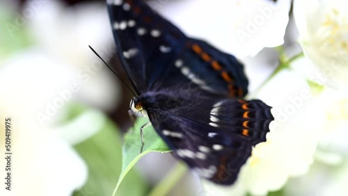 uno splendido esemplare di limenithis populi, una bellissima farfalla gran silvano appena nata, mentre si nutre di alcuni fiori bianchi photo