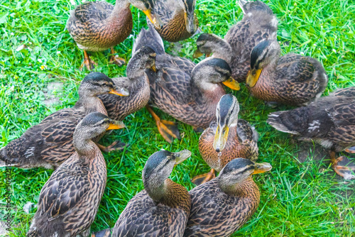 Male female mallard ducks on green grass natural background Germany. photo