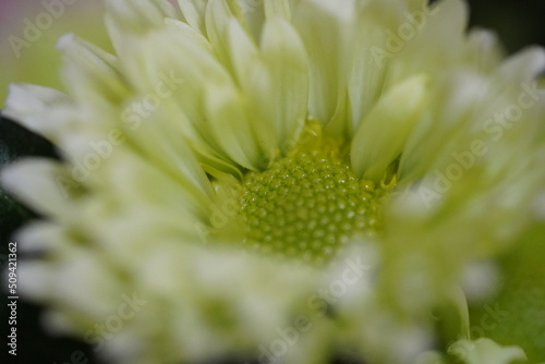 close up of Shrek - Spray (Pompoms) - Chrysanthemum flower