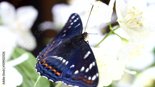 uno splendido esemplare di limenithis populi, una bellissima farfalla gran silvano appena nata, mentre si nutre di alcuni fiori bianchi photo