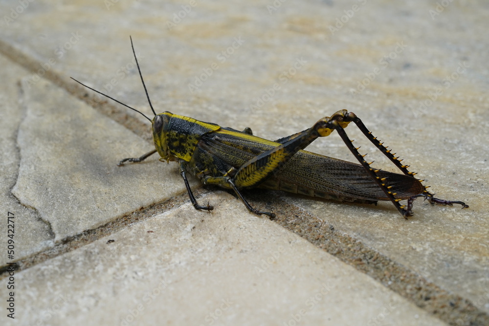 Fototapeta premium grasshopper on the ground|grasshopper on the ground|蝗蟲