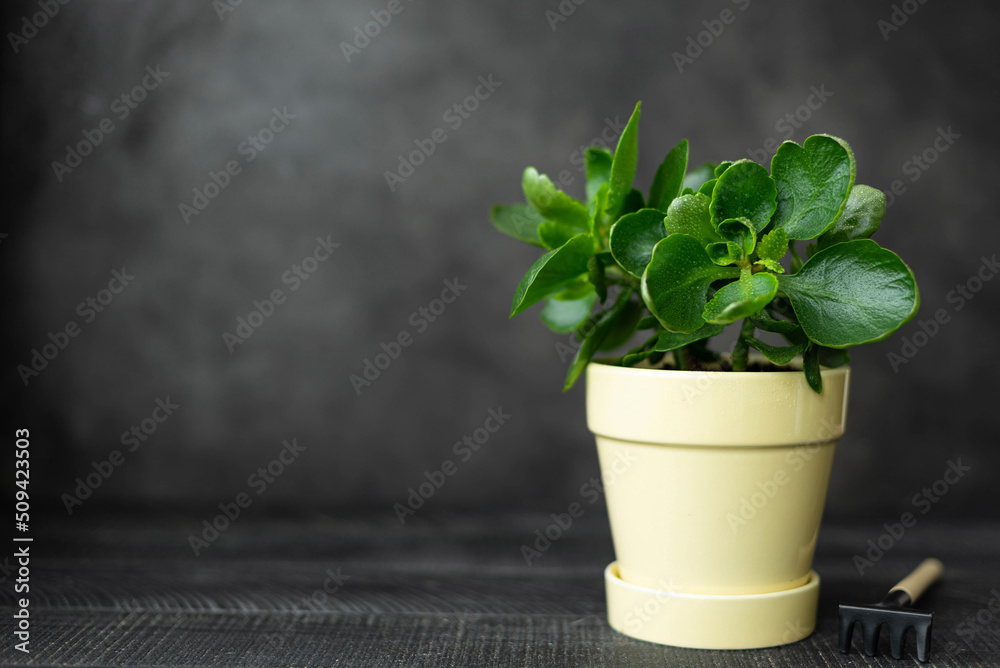 A kalanchoe houseplant with big green leaves in a yellow ceramic pot