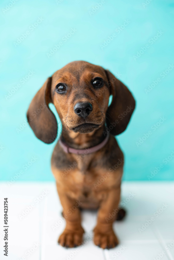 red dachshund puppy sits on a white floor