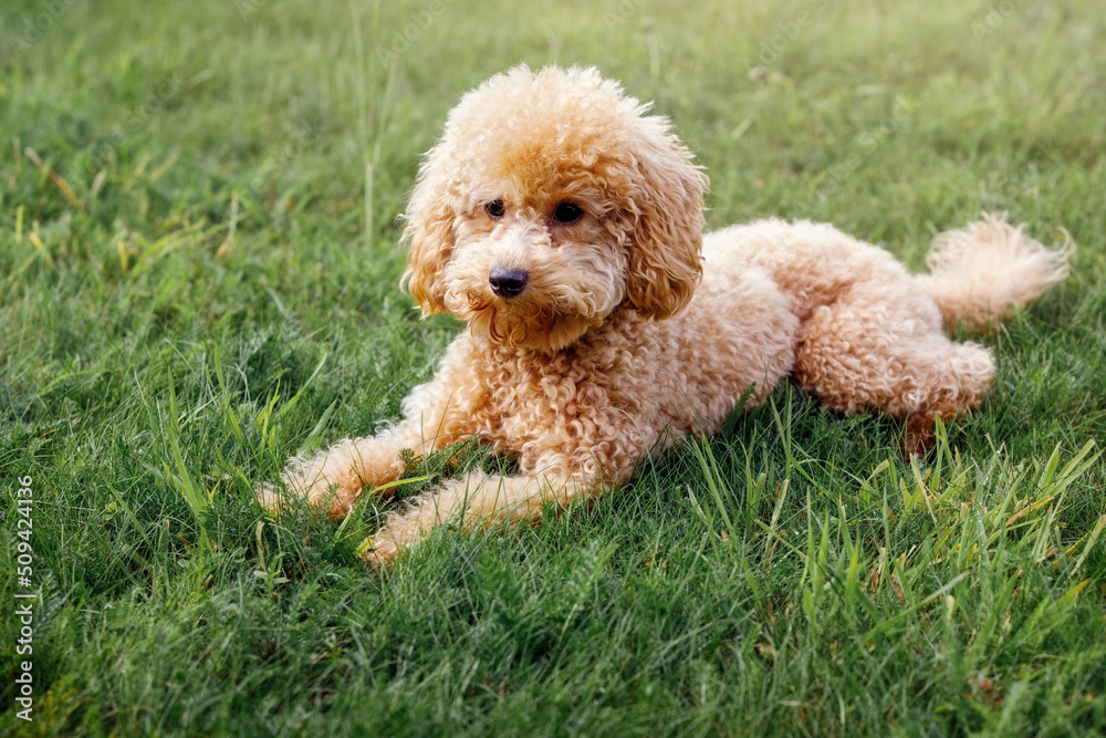 Apricot puppy, small poodle dog posing in front of camera. Small dog in cute pose laying on the grass background and resting.