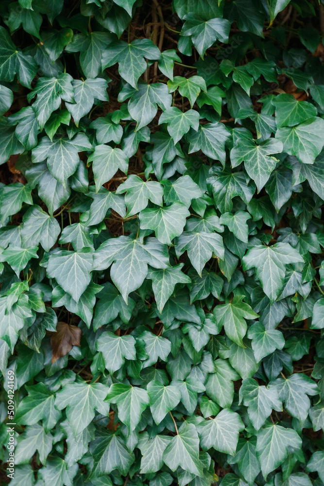 Background of green ivy on a large tree trunk Background of green ivy on a large tree trunk