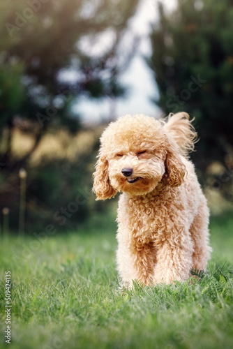 Funny, vertical photo of the light brown poodle puppy. Dog stands on the lawn and he face looks like laugh