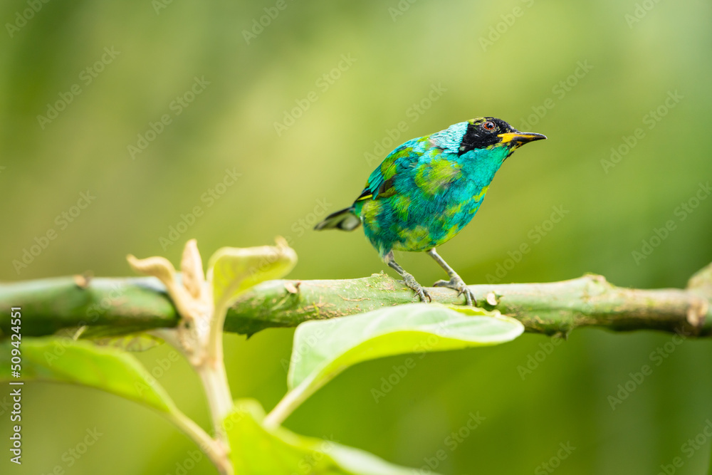 Obraz premium Green Honeycreeper Tanager