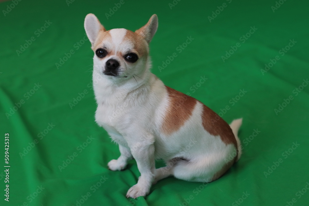 Dog, cute boy of white-red color, chihuahua breed on a green background, chromakey. Dog, cute boy of white-red color, chihuahua breed on a green background, chromakey.