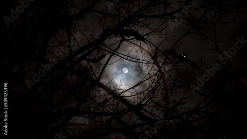 Black bats fly over branches trees against full moon and moving clouds at dark night. Mystery, horror and halloween concept. No people
