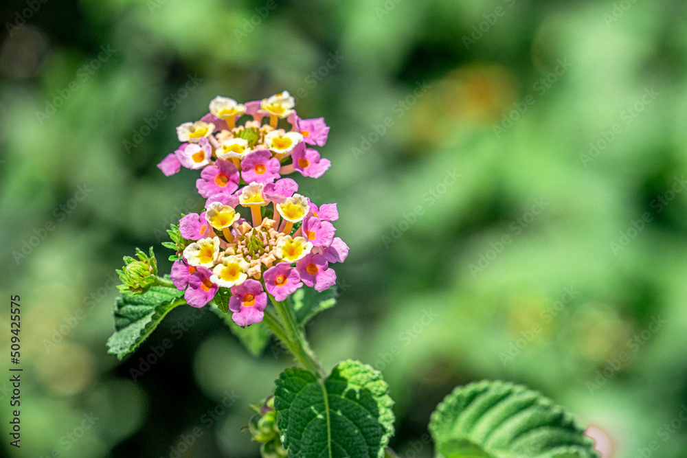 Colorful flowers with blur background during a sunny day, copy space Colorful flowers with blur background during a sunny day, copy space