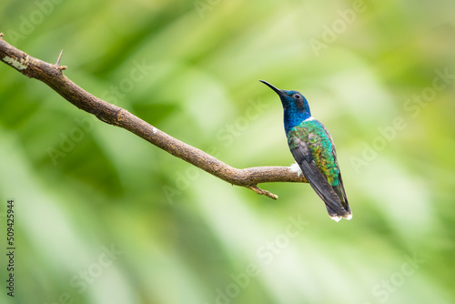 White-necked Jacobin