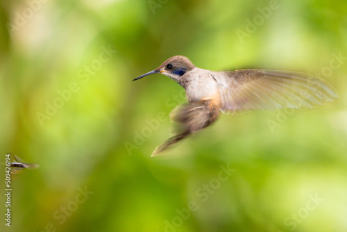 Brown Violetear Hummingbird