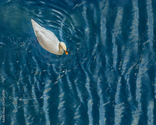 Single Swan on the Water