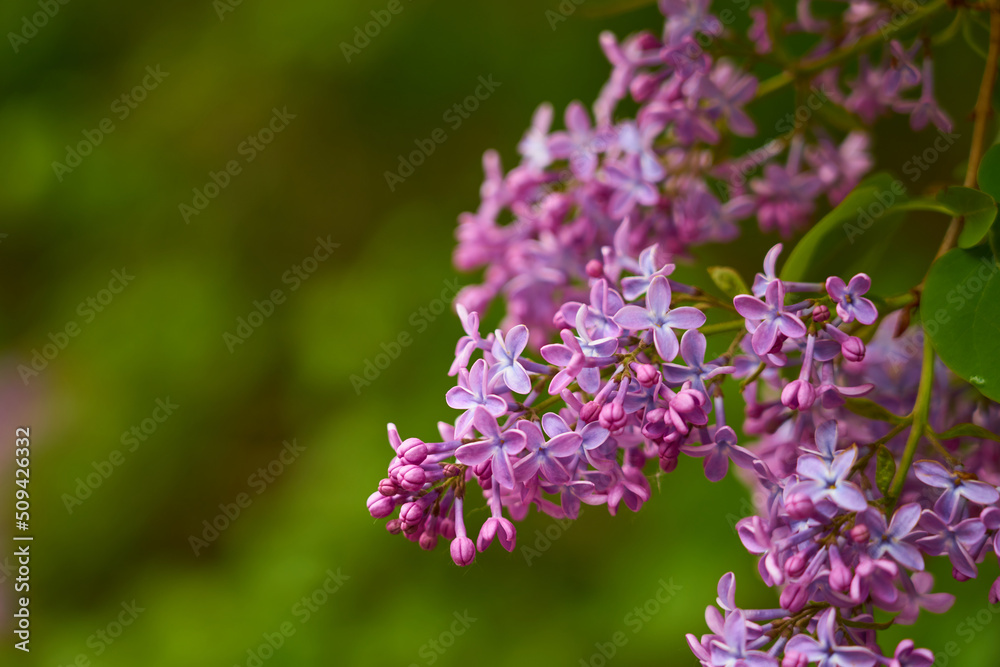 Branches of lilacs with a blurred green background. Branches of lilacs with a blurred green background.