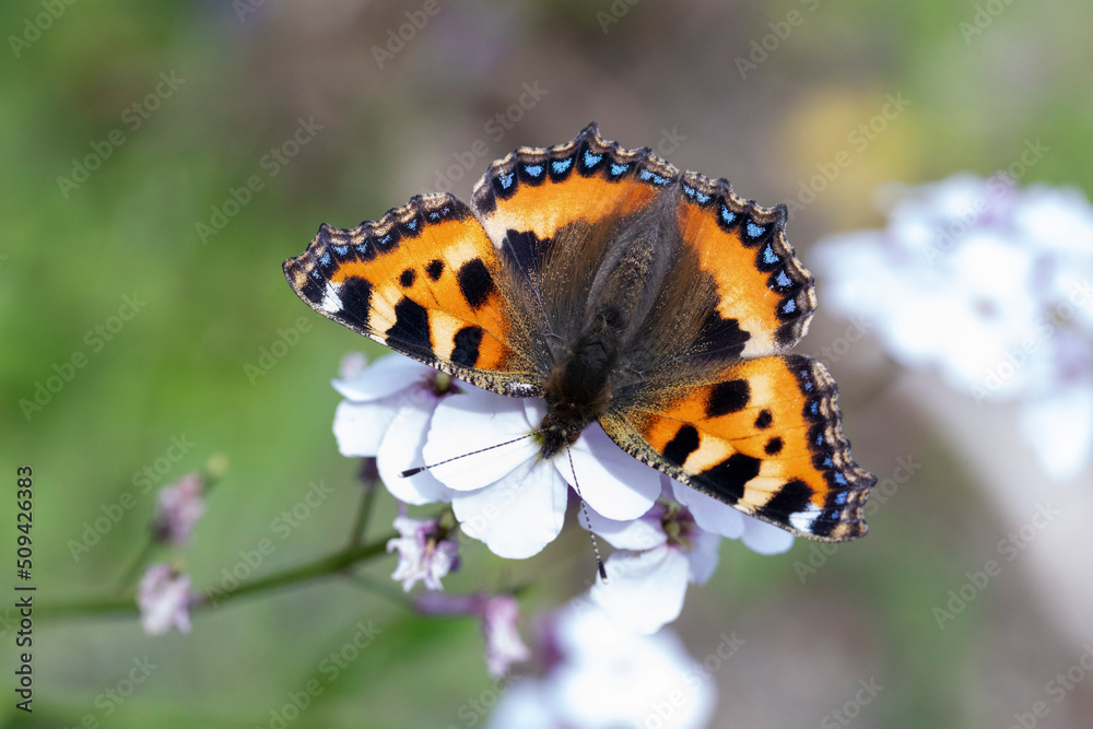 Kleiner Fuchs Schmetterling an weißer Blüte Kleiner Fuchs Schmetterling an weißer Blüte