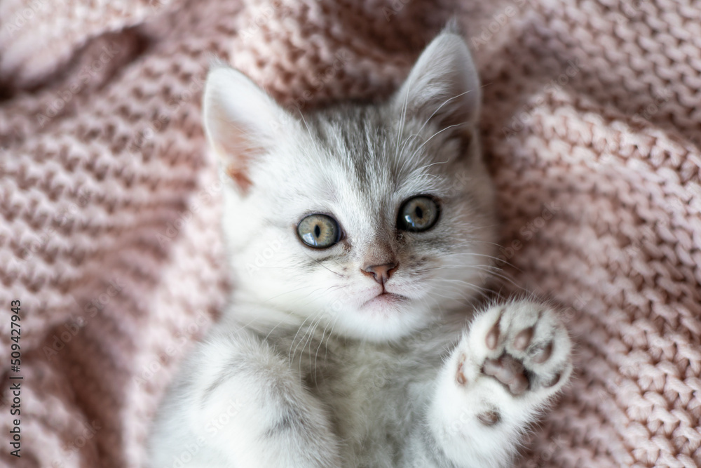 Cute gray and white kitten on a light knitted blanket. Pets. Comfort. british breed cat