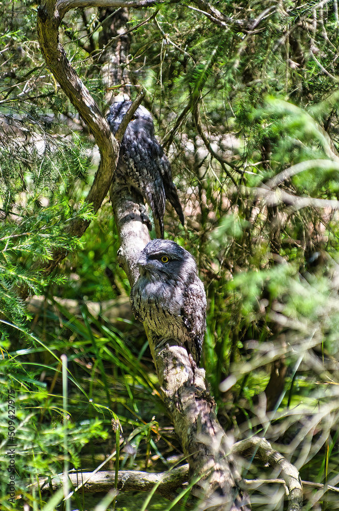Tawny frogmouth (podagreus strigoides), also called Australian boobook ...