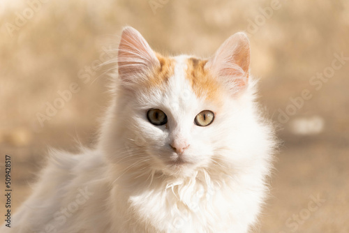 White and beautiful domestic cat, in nature with amazing eyes.