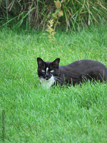 Cat on the grass outdoors.