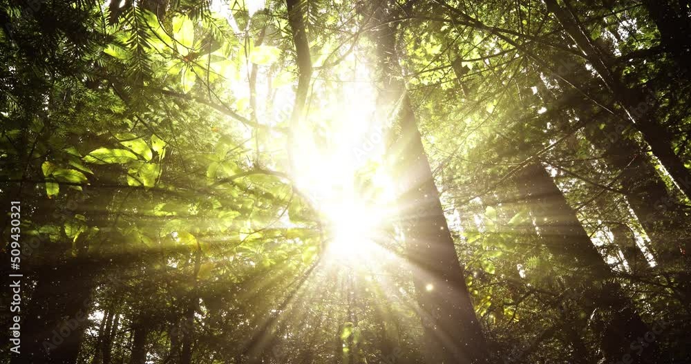 Miracle sun rays with fireflies animation.