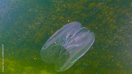 Ctenophores, comb invader to the Black Sea, jellyfish Mnemiopsis leidy. Black Sea photo