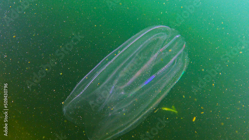Ctenophores, comb invader to the Black Sea, jellyfish Mnemiopsis leidy. Black Sea photo