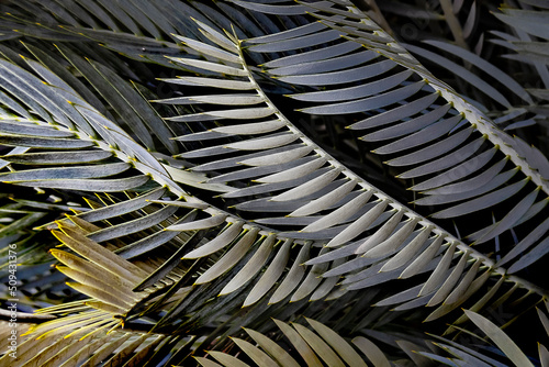 African Cycad