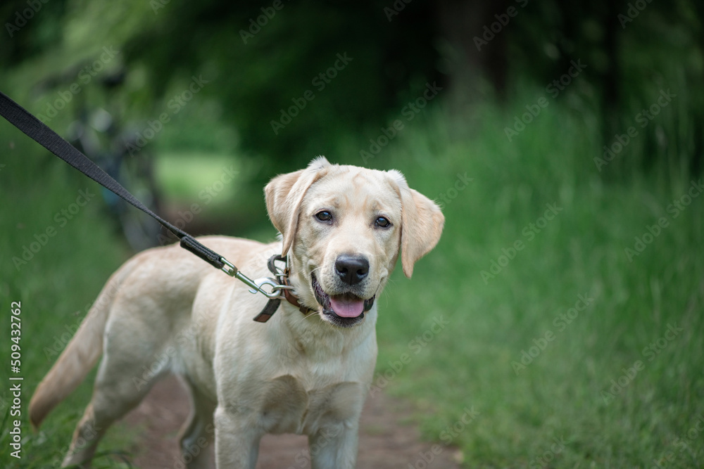 Beautiful thoroughbred fawn labrador on a walk in the forest on a leash.