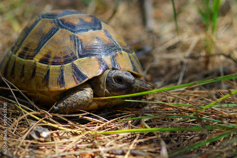 turtle on the grass turtle on the grass