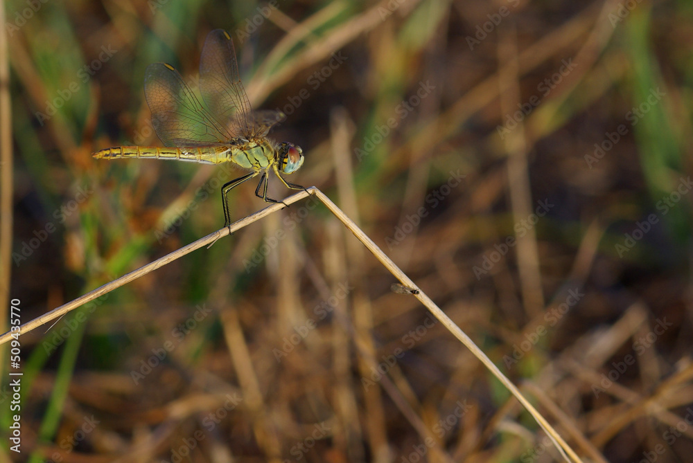 dragonfly on the grass