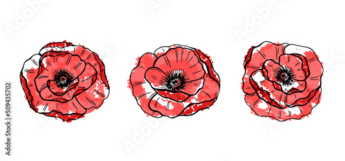 Black papaver flower sketch set in beautiful style on red background. Watercolor art vector. Green color. Botanical print.