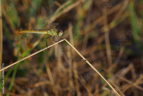 dragonfly on the grass