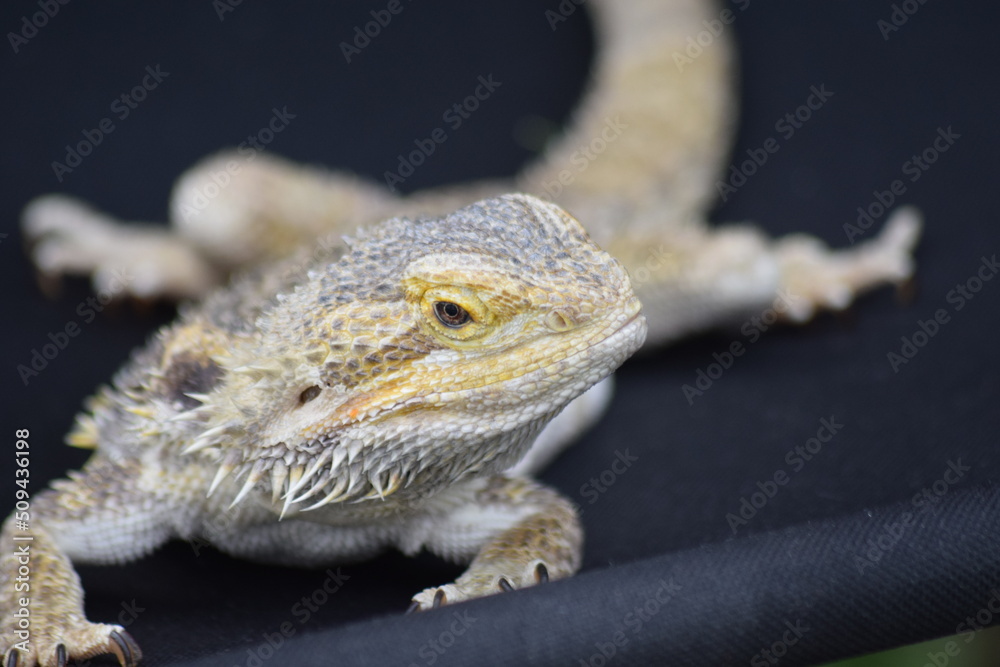Naklejka premium Bearded Dragon