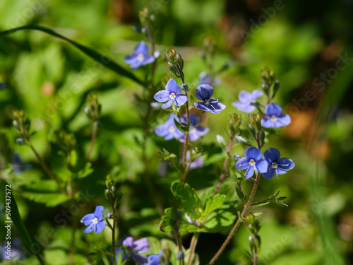 Blue Veronica chamaedrys flowers in nature. photo