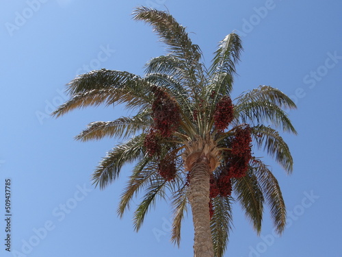the top of a date palm against a blue sky during a summer day