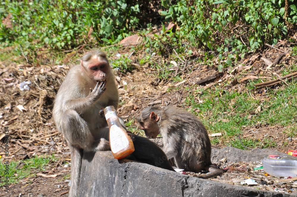 Fototapeta premium A macaque and her children sit on a rock while eating sauce in a plastic bottle, Kodaikanal, Tamil Nadu, India