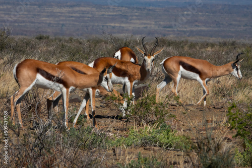 Batchelor herd of springbok (Antidorcas marsupialis) rams in the Karoo National Park, Western Cape. photo
