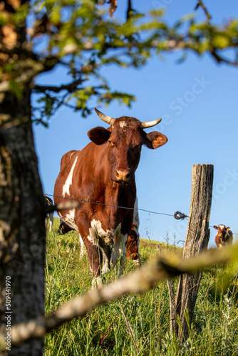 Vache Rouge des pré en pleine nature dans la campagne.