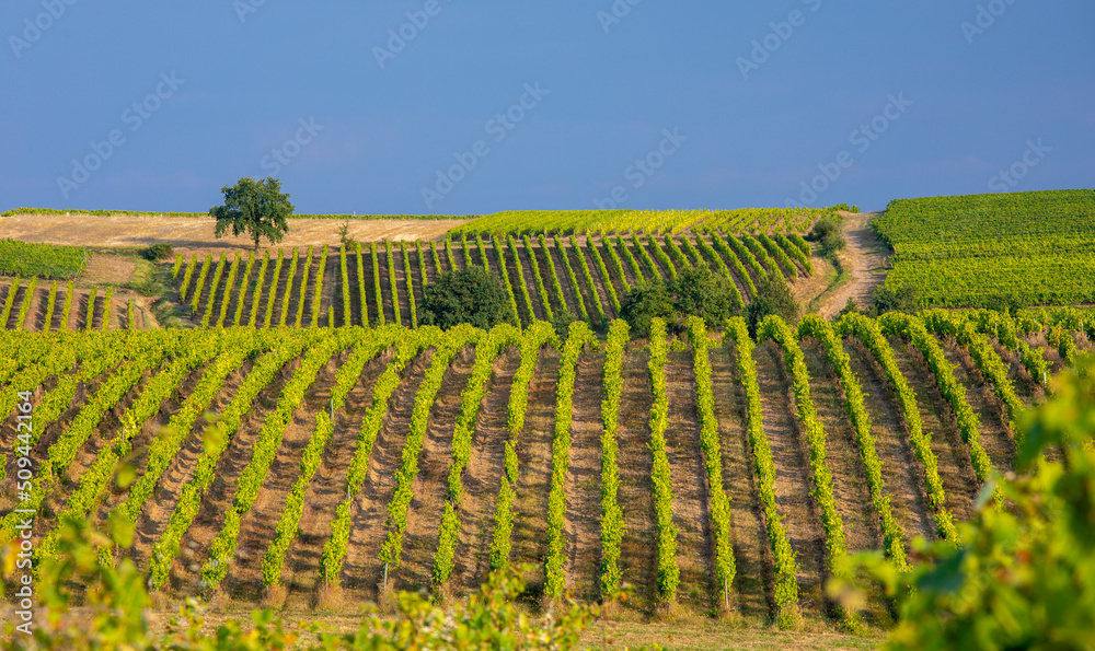 Paysage de vigne, vignoble en Anjou, France.