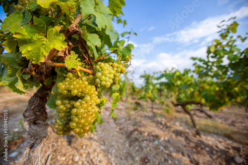 Grappe de raisin blanc dans les vignes  vignoble en France  Anjou.