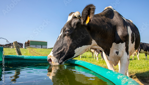 Vache laitière à l'abreuvoir en train de boire. photo