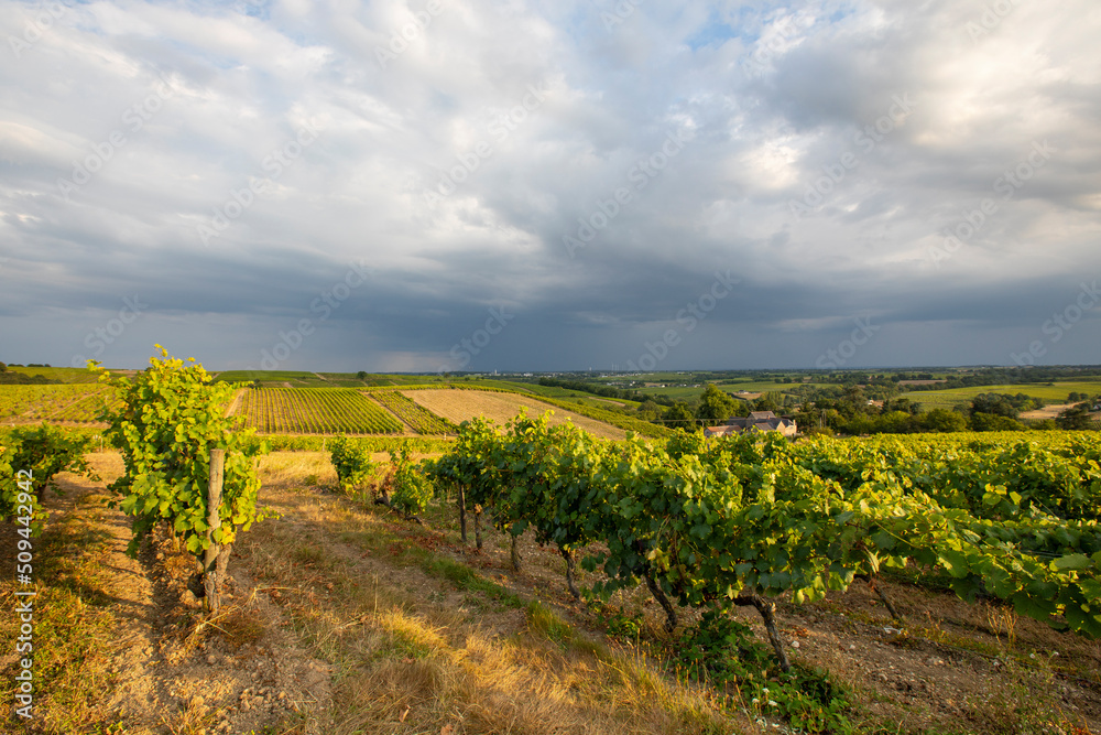 Paysage dans les vignes en Anjou, France.