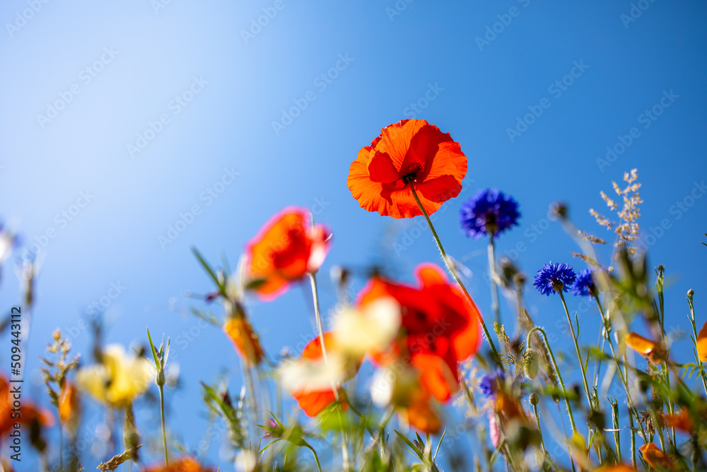 Obraz premium Fleurs de printemps dans les champs au soleil.